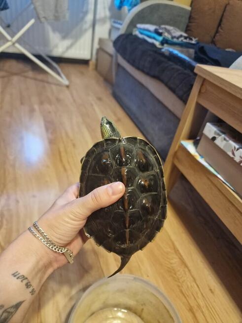 Żółw wodno lądowy