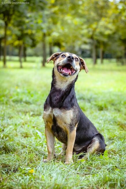 Remik-wesoły kontaktowy piesek do adopcji