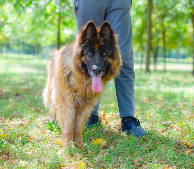 Draksi-suczka w typie owczarka niemieckiego do adopcji