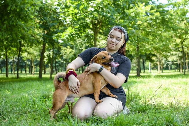 Marco-rudy niewielki psiak czeka na dom-adopcja