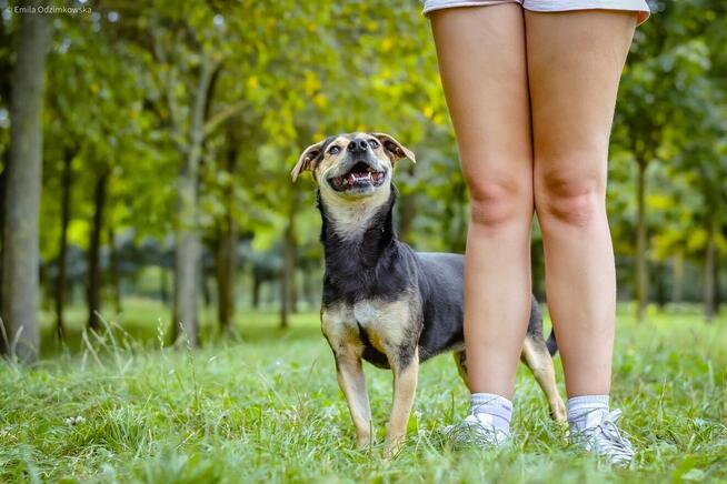 Remik-wesoły kontaktowy piesek do adopcji