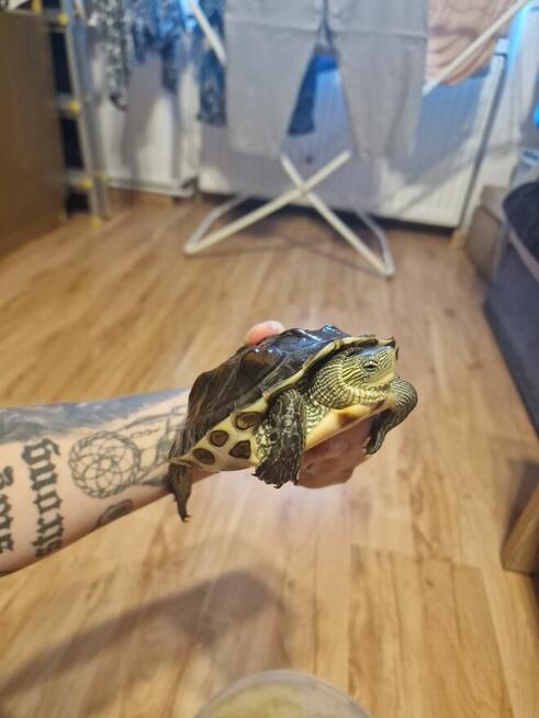 Żółw wodno lądowy