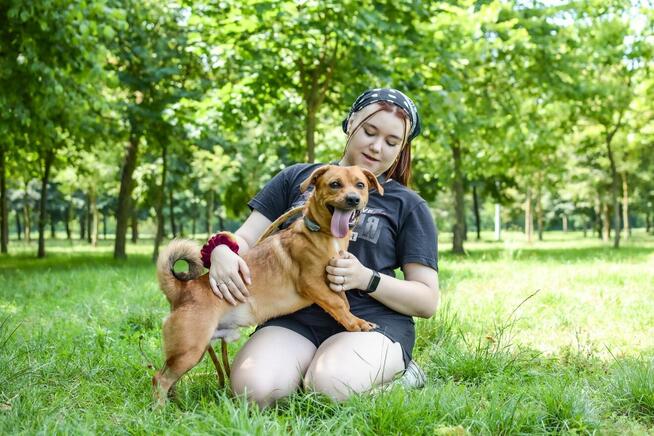 Marco-rudy niewielki psiak czeka na dom-adopcja