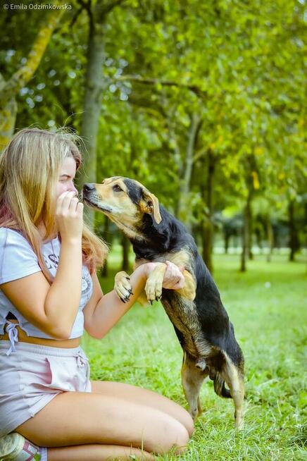 Remik-wesoły kontaktowy piesek do adopcji