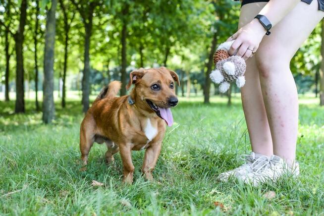 Marco-rudy niewielki psiak czeka na dom-adopcja