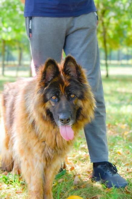 Draksi-suczka w typie owczarka niemieckiego do adopcji