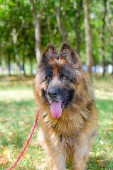 Draksi-suczka w typie owczarka niemieckiego do adopcji