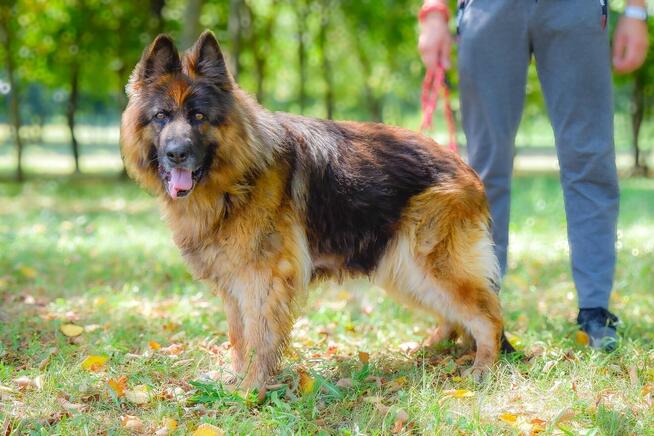Draksi-suczka w typie owczarka niemieckiego do adopcji