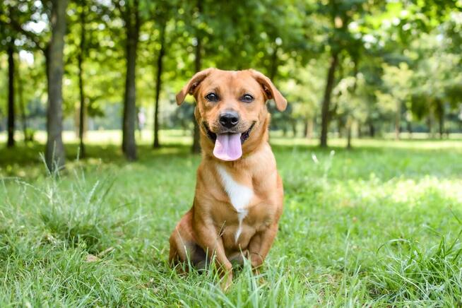 Marco-rudy niewielki psiak czeka na dom-adopcja