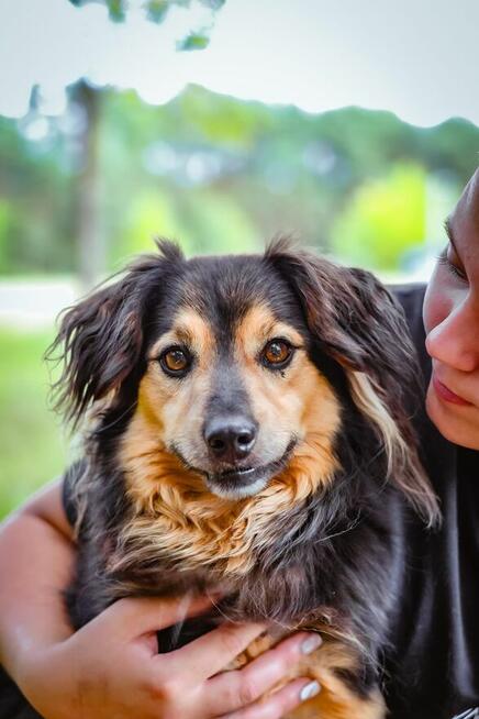 Fresco czeka na cierpliwy i wyrozumiały dom