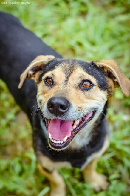 Remik-wesoły kontaktowy piesek do adopcji