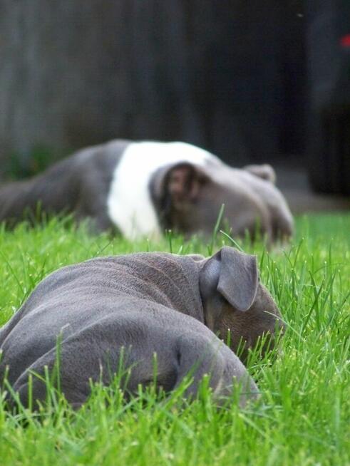 American Staffordshire Terrier Blue Amstaff