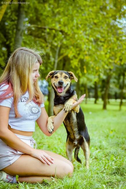 Remik-wesoły kontaktowy piesek do adopcji