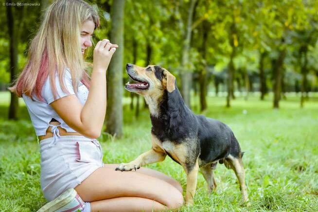 Remik-wesoły kontaktowy piesek do adopcji