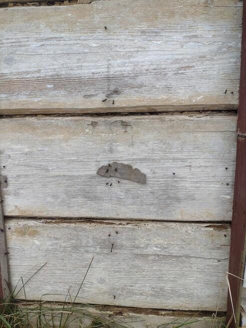 Drewniany dom do przeniesienia