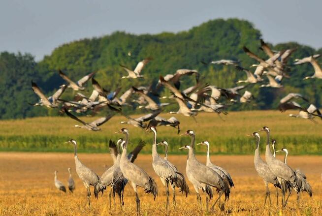 Okazaja! Działka budowlana pod Warszawą pilnie tanio