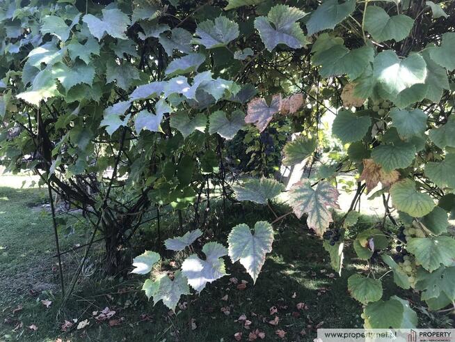 Działka, 9 ar z domkiem, " ROD Jedność", Dębica