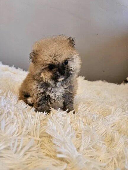 Szpic miniaturowy pomeranian hodowla rodowód transport