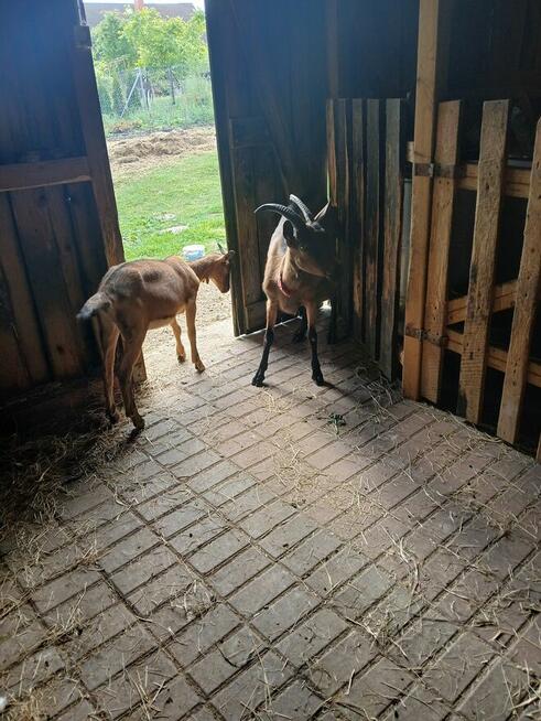 Praca w zagrodzie i ogrodzie