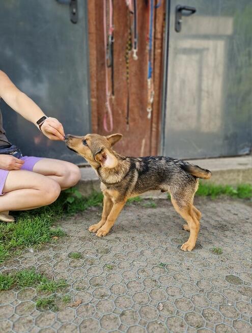 Sianko ok.4 mcz.czeka na adopcję z kotemi psem Krokowo