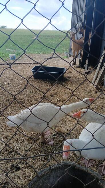 Praca w zagrodzie i ogrodzie