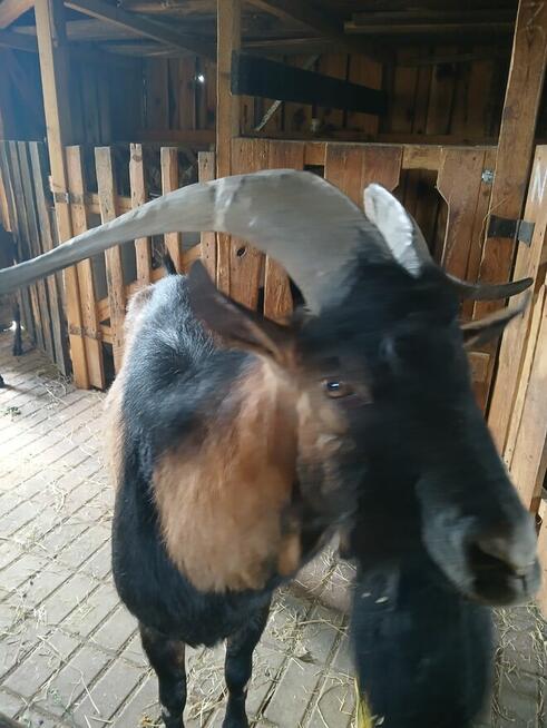 Praca w zagrodzie i ogrodzie