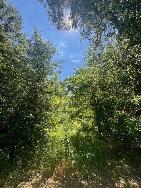 Sprzedam leśną działkę. Działka rolna o pow. 2 742 m²