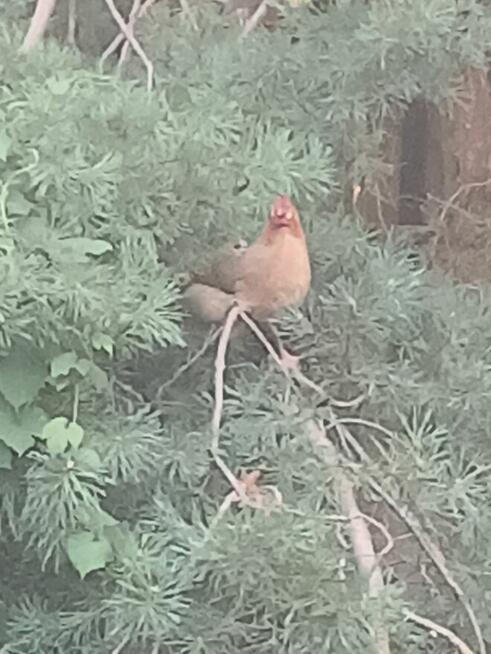 Praca w zagrodzie i ogrodzie