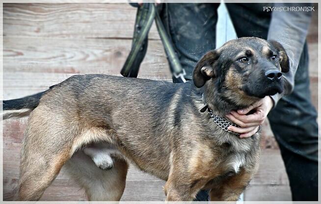 Karmel - psijaciel do tańca i do różańca