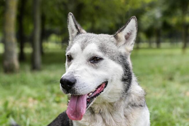 Peeta-niskopodłogowy poes w typie husky do adopcji