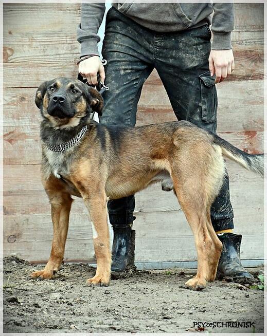 Karmel - psijaciel do tańca i do różańca