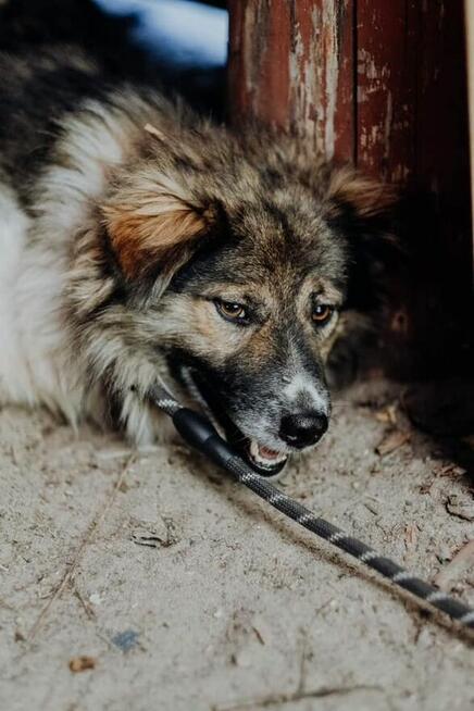 Lupin ok 2 let.średni przekochany psiak czeka na dom Celesty