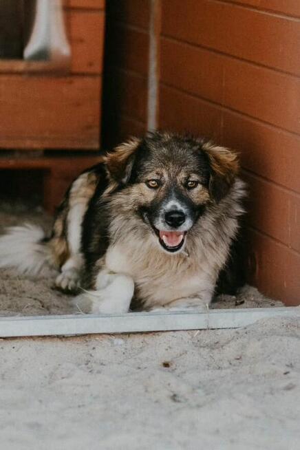 Lupin ok 2 let.średni przekochany psiak czeka na dom Celesty
