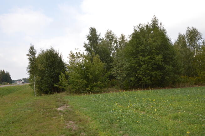 Działka 1.77 ha w Brzeźnicy Leśnej pow. Lubartów.