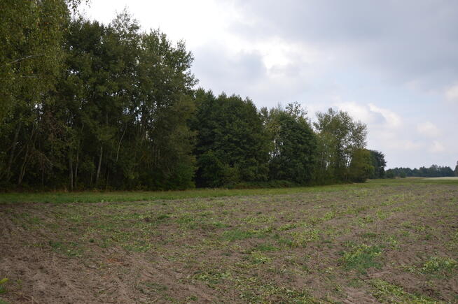 Działka 1.77 ha w Brzeźnicy Leśnej pow. Lubartów.