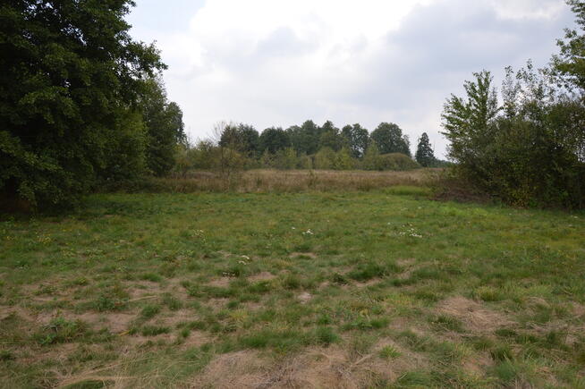 Działka 1.77 ha w Brzeźnicy Leśnej pow. Lubartów.