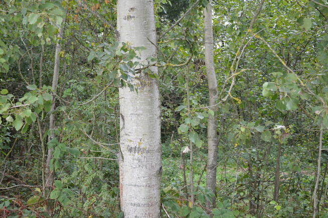 Działka 1.77 ha w Brzeźnicy Leśnej pow. Lubartów.