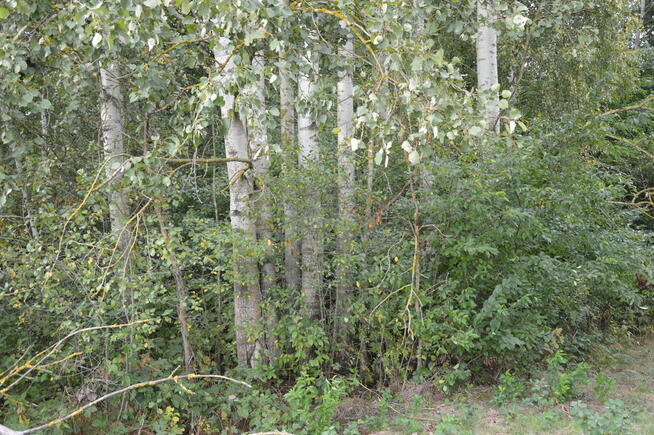 Działka 1.77 ha w Brzeźnicy Leśnej pow. Lubartów.