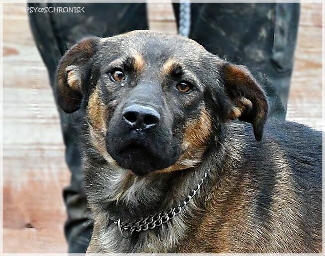 Karmel - psijaciel do tańca i do różańca