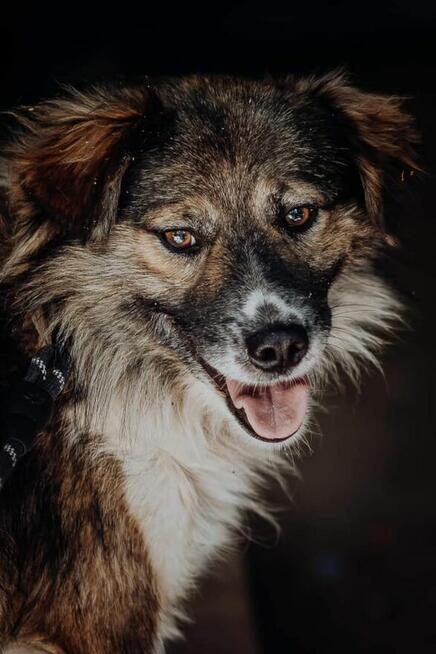 Lupin ok 2 let.średni przekochany psiak czeka na dom Celesty