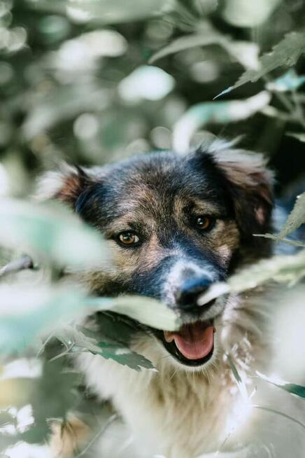 Lupin ok 2 let.średni przekochany psiak czeka na dom Celesty