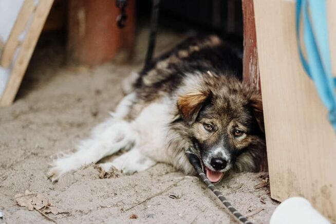Lupin ok 2 let.średni przekochany psiak czeka na dom Celesty