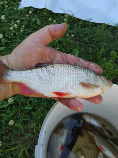 Ziemia rolna Działka