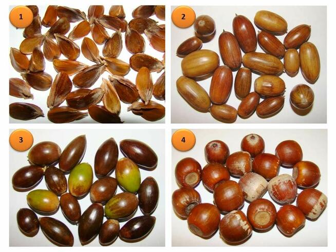 Skup Żołędzi Żołędzie Podlaskie Mazowieckie Lubelskie