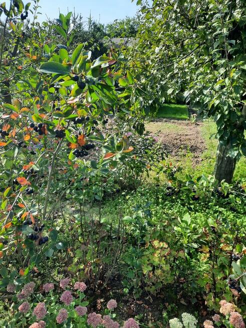 Działka rekreacyjna ogrodowa sektor Krokus