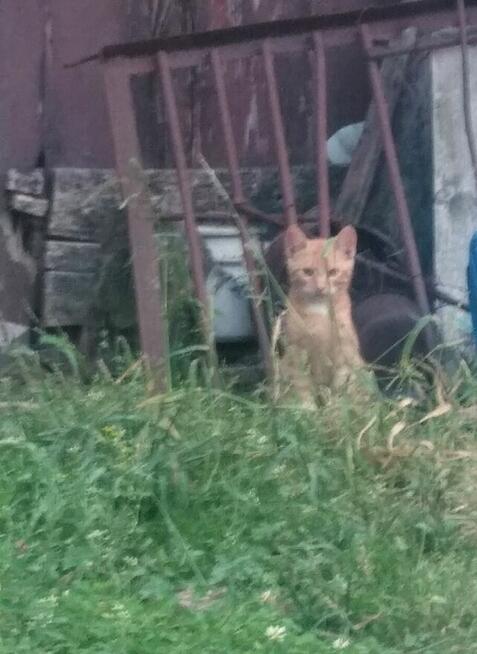 Oddam kotki w dobre ręce