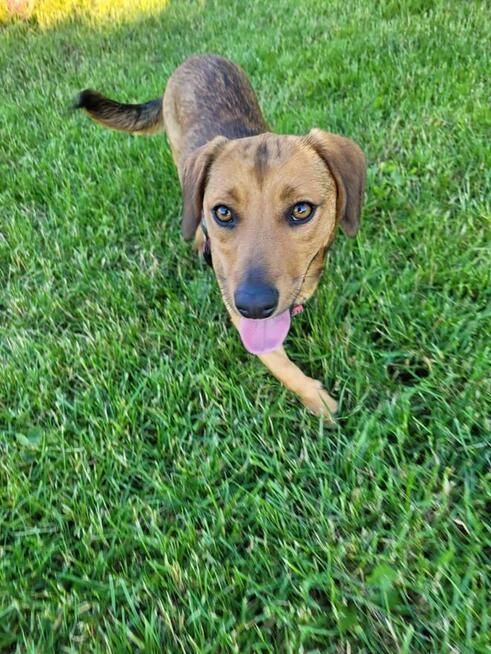 Młoda cudowna sunia kochająca ludzi szuka PILNIE domku