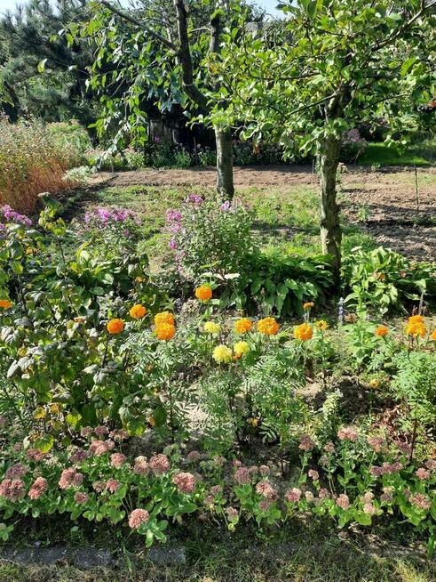 Działka rekreacyjna ogrodowa sektor Krokus