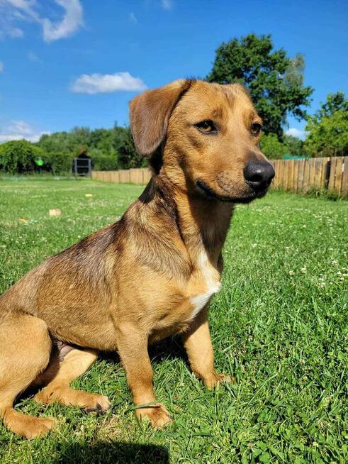 Młoda prze kochana dziewczynka czeka na wymarzony domek