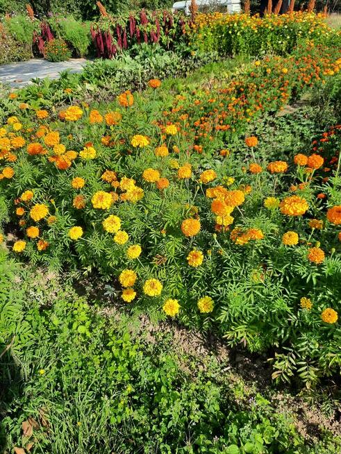 Działka rekreacyjna ogrodowa sektor Krokus